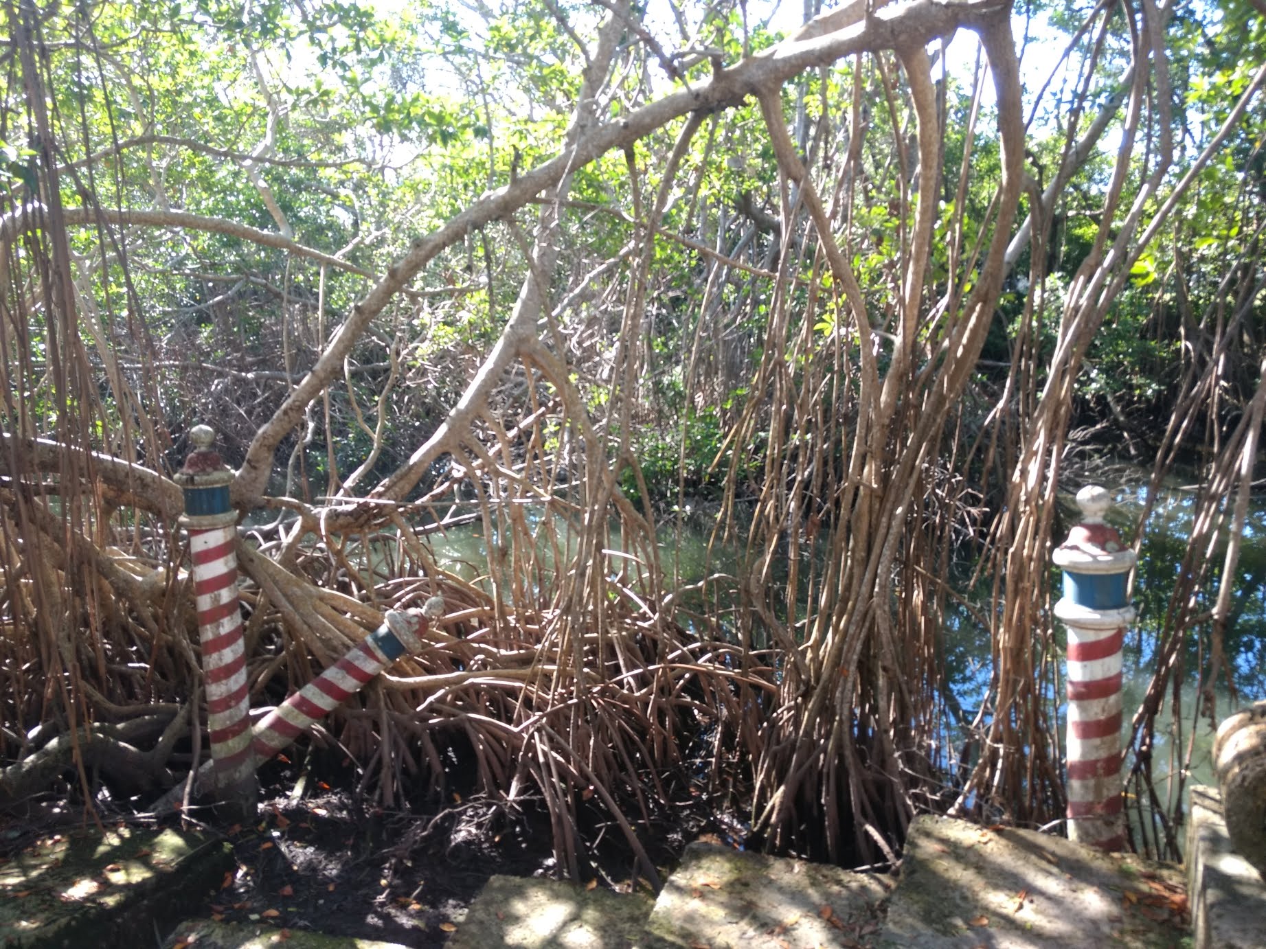 Mangrove roots doing their thing.