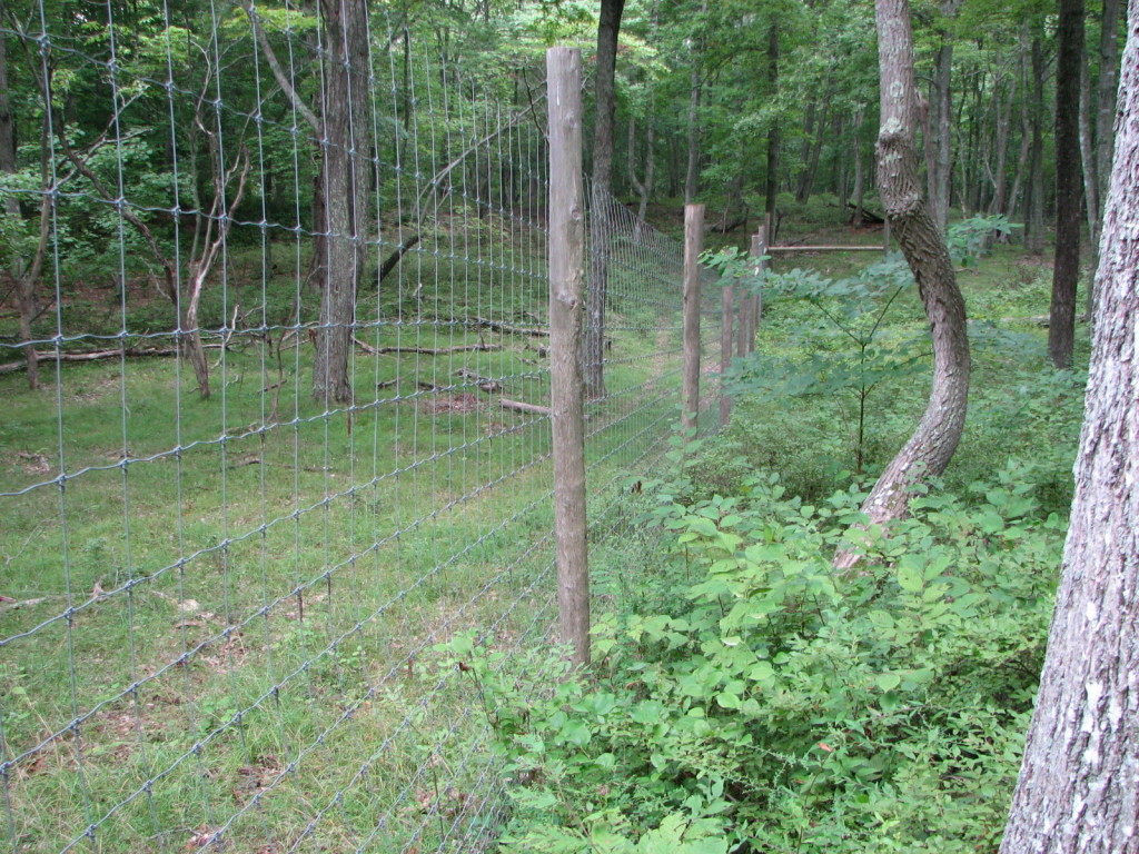 Two kinds of natural: a deer exclosure at Mashomack, Long Island, shows how the presence of deer on the left side of the fence suppresses the growth of underbrush.
