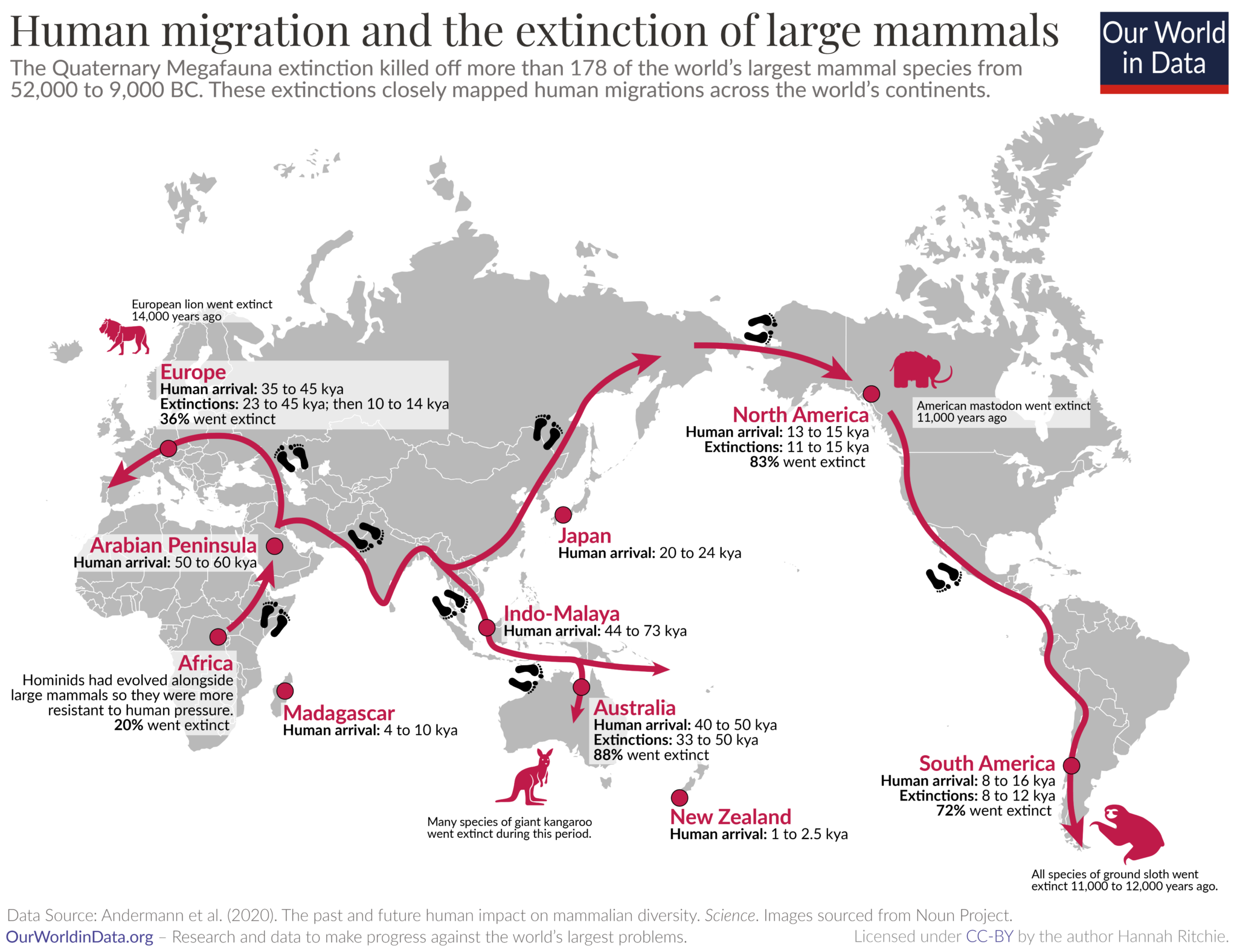 When humans arrive, large animals go extinct.