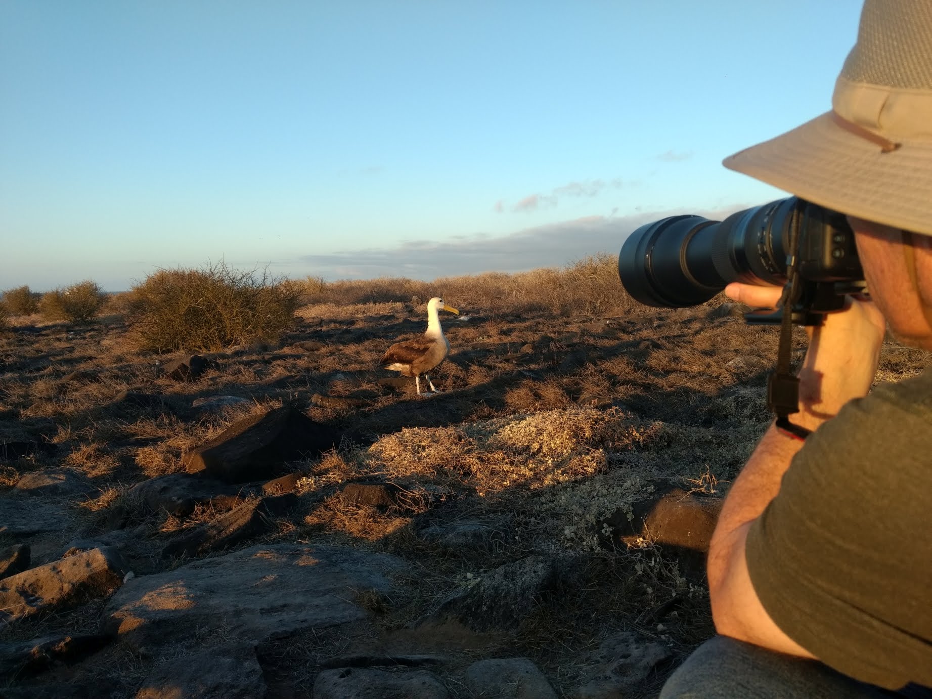 Using a giant camera to photograph an albatross a few feet away.
