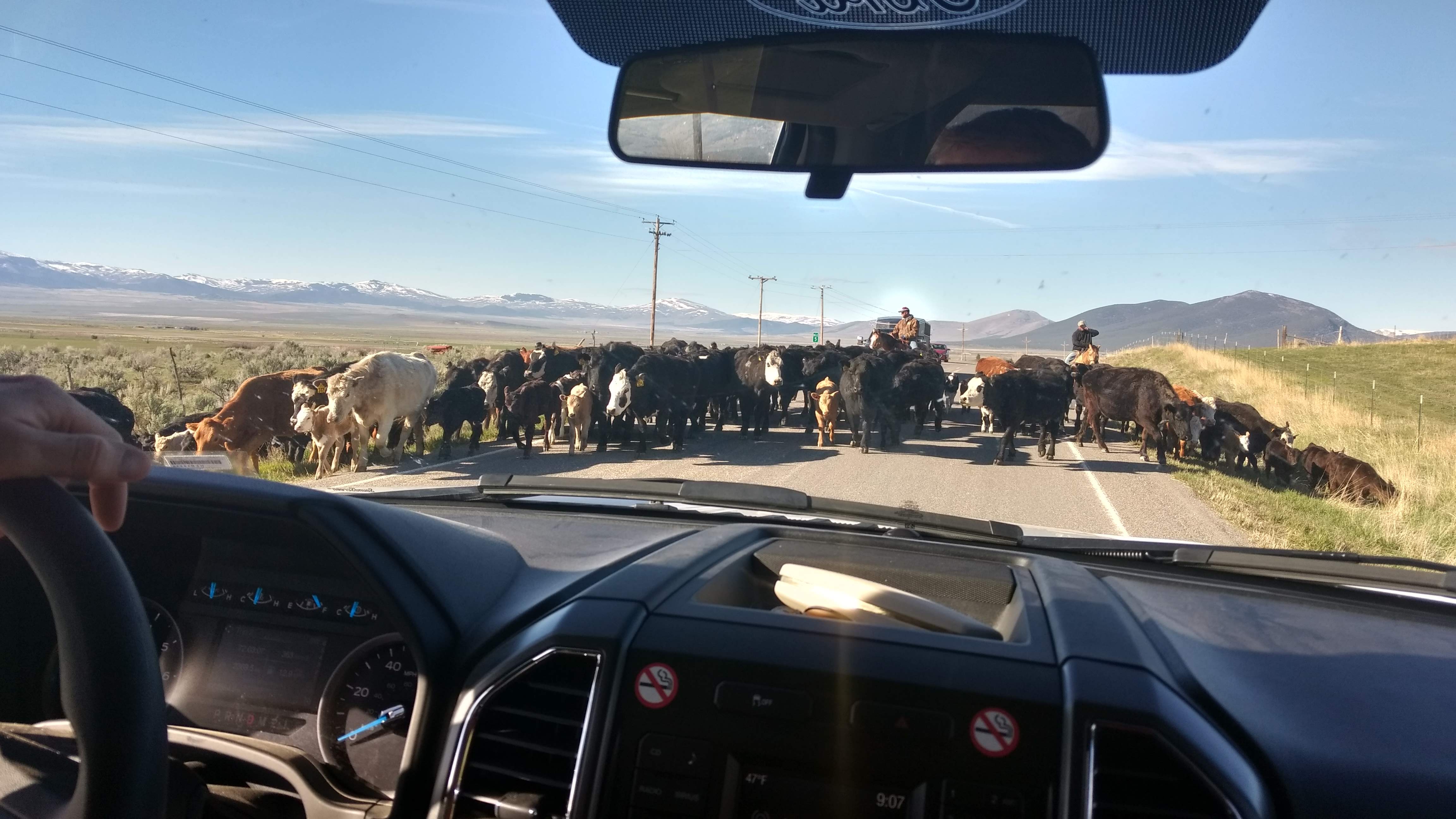 Idaho Ranchers Moving their Herd on the Highway, May 2017