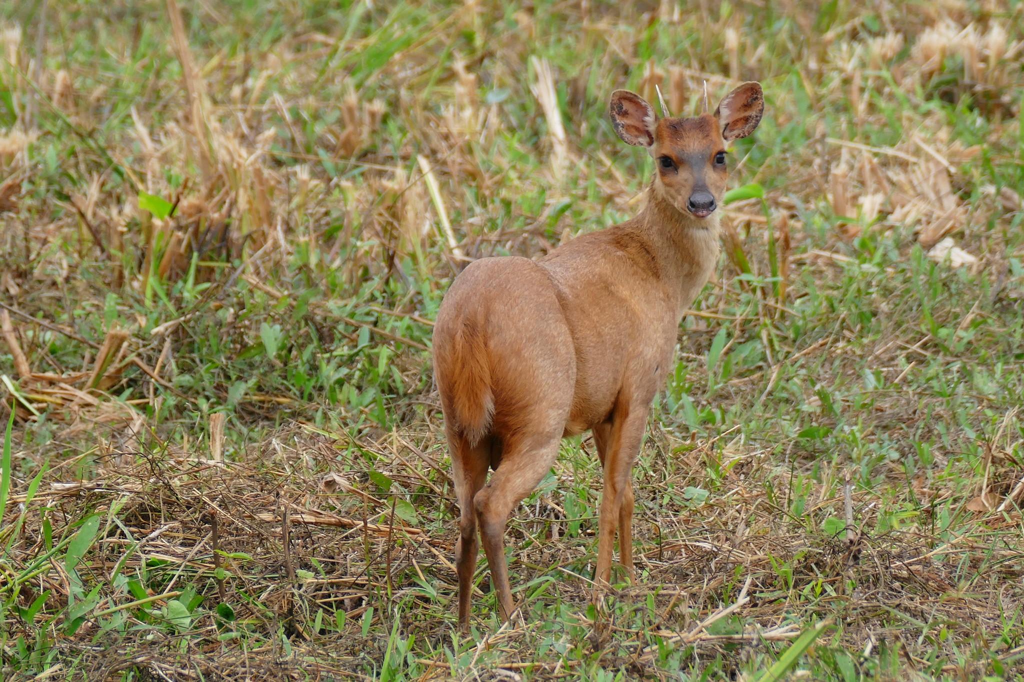 Mazama americana, Red Brocket, has duplicated chromosomes ranging between 42 and 52. Therefore it cannot interbreed with other Mazama species. It was not discovered as a separate species until genetic testing, and could potentially be physically identical to other brockets. They are at least very difficult to visibly differentiate.