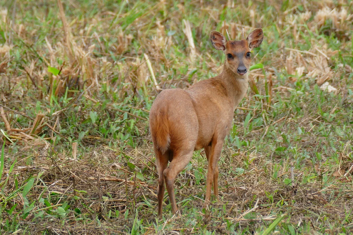 *Mazama americana,* Red Brocket, has duplicated chromosomes ranging between 42 and 52. Therefore it cannot interbreed with other *Mazama* species. It was not discovered as a separate species until genetic testing, and could potentially be physically identical to other brockets. They are at least very difficult to visibly differentiate.