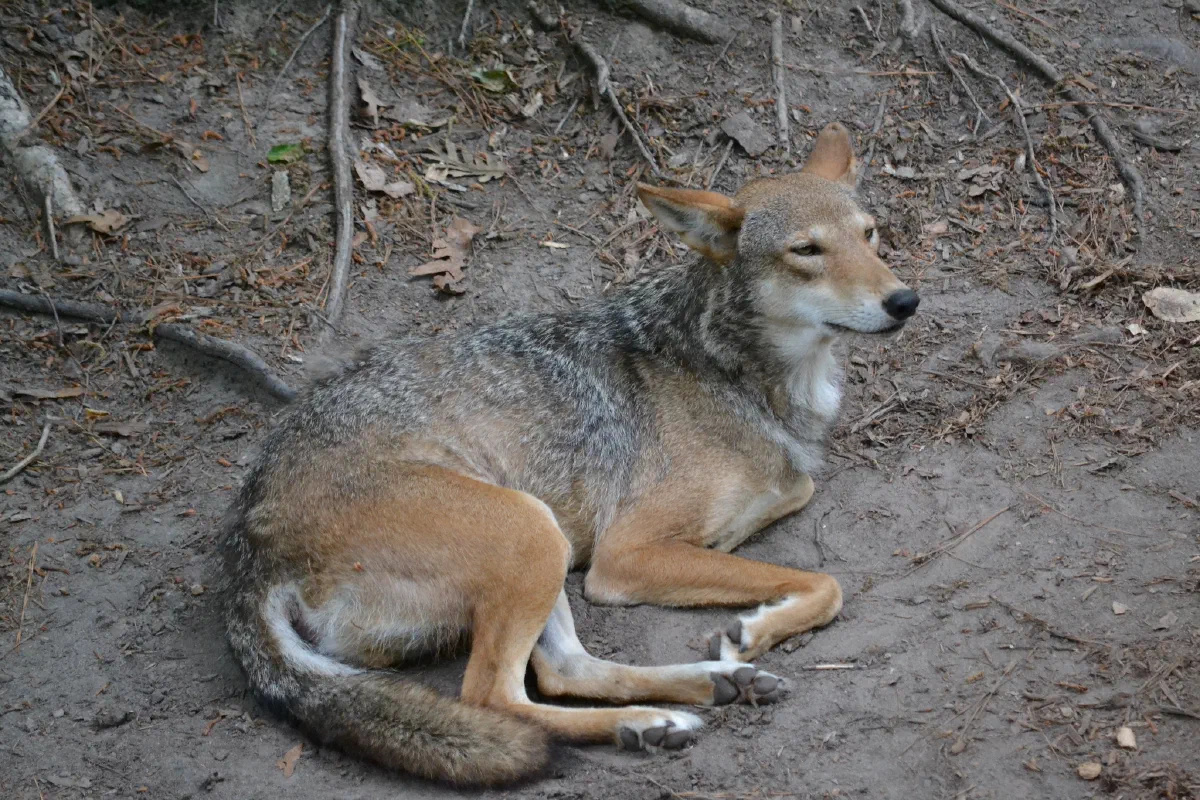 A Red Wolf which may soon disappear by merging with coyotes. To confuse matters, Red Wolves might be a hybrid between gray wolves and coyotes long ago.