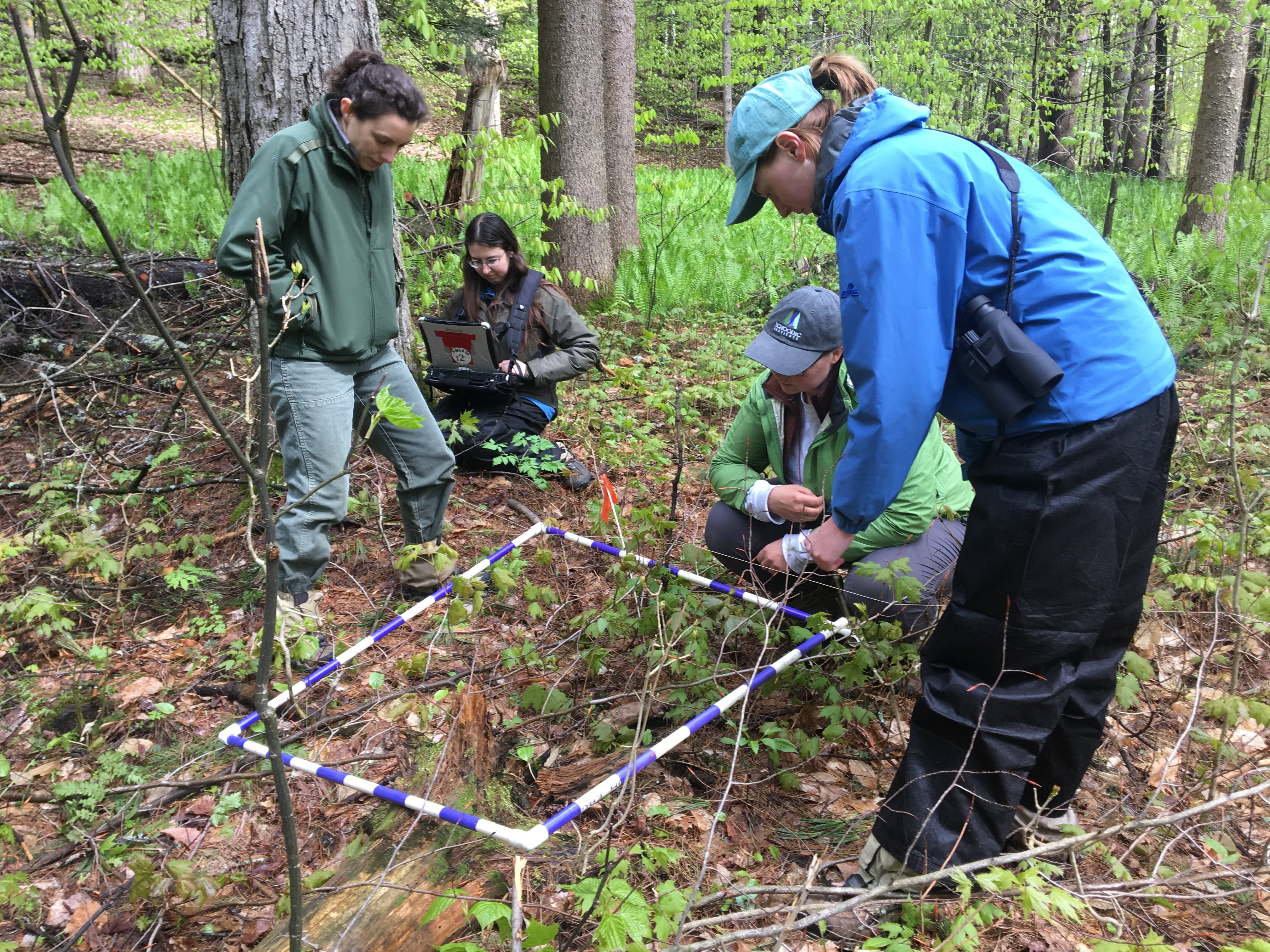 Myself and co-workers doing Quadrant Plant Identification in New Hampshire, May 2019