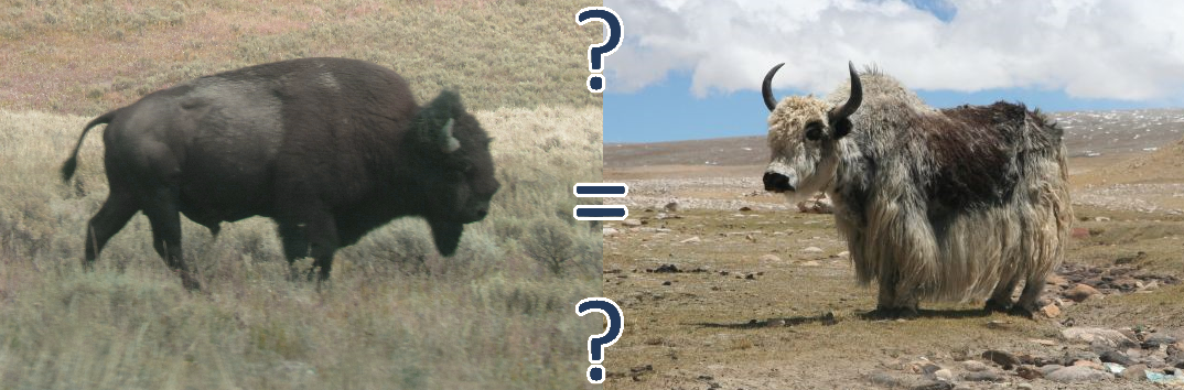 Does the existence of a Yakalo imply bison and yaks are the same species?