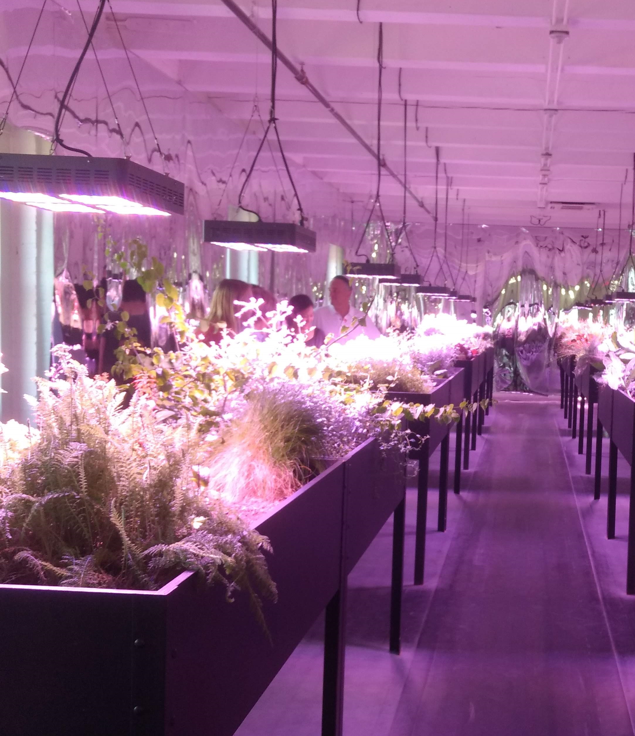 Plants growing under an artificial sun.