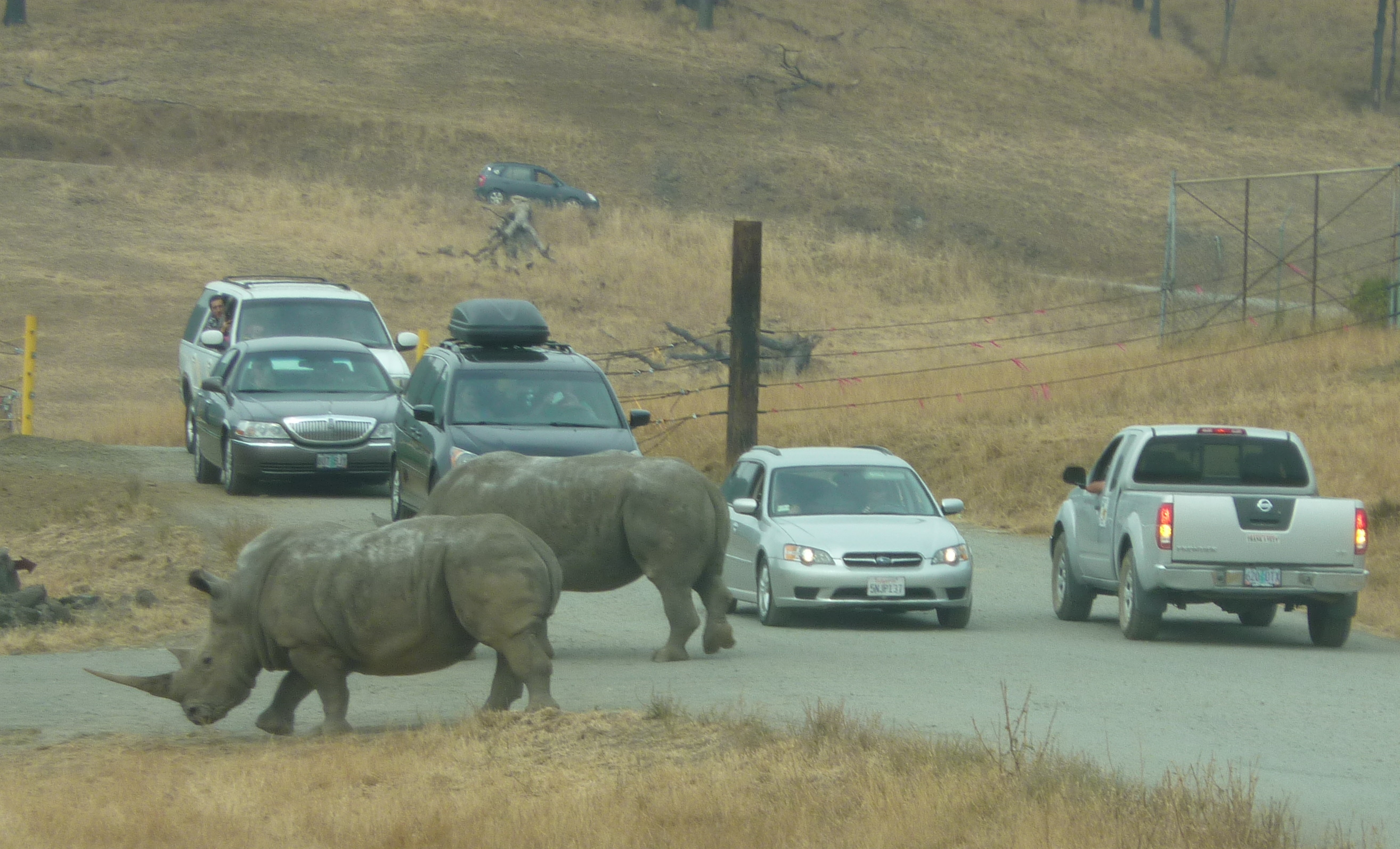 Real wilderness means encountering predators on your way to work.