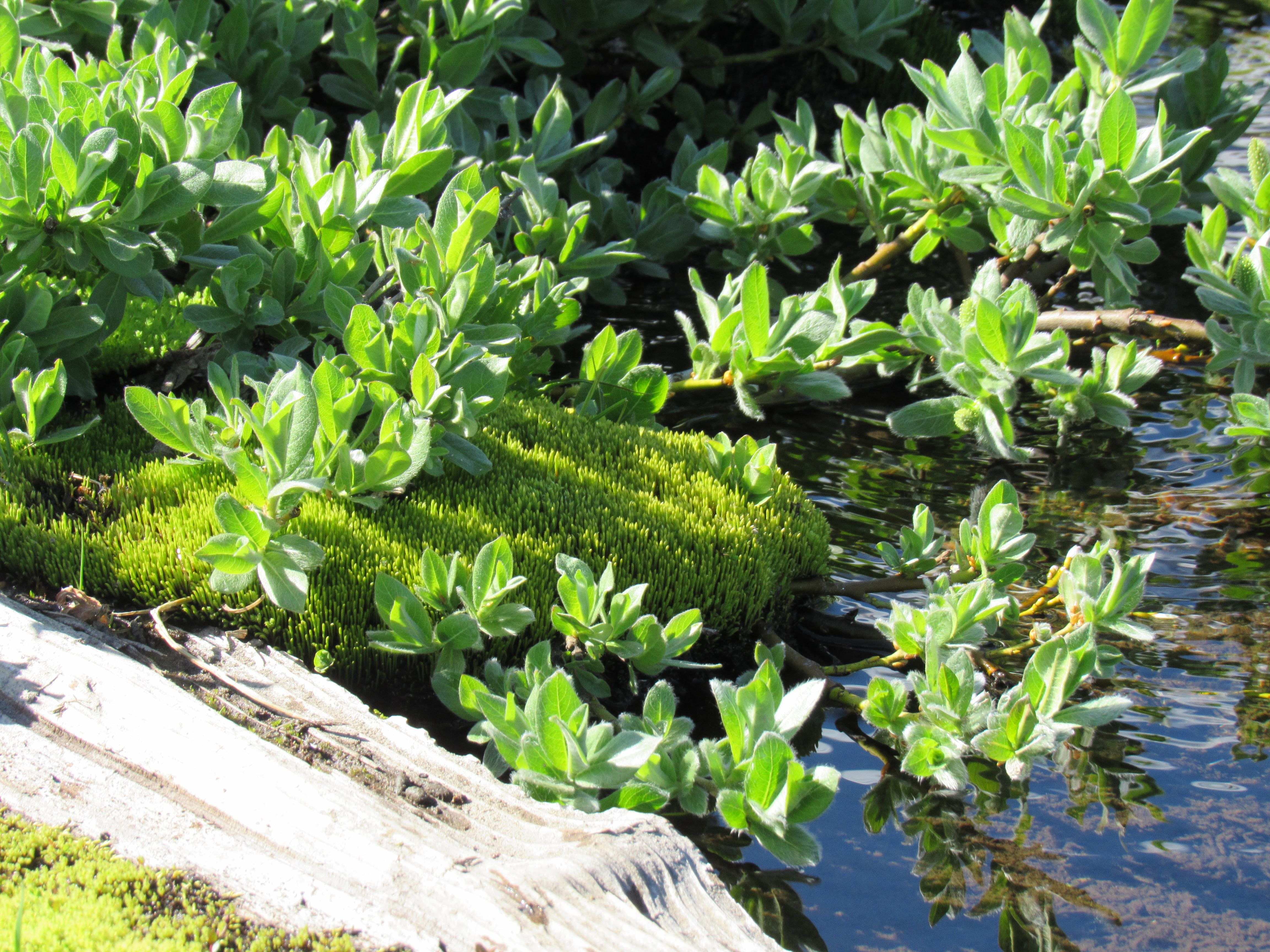 Lush closeup of moss.