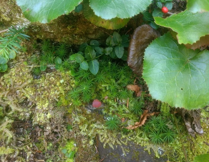 A tiny part of the biodiversity in the Smokey Mountains, September 2019