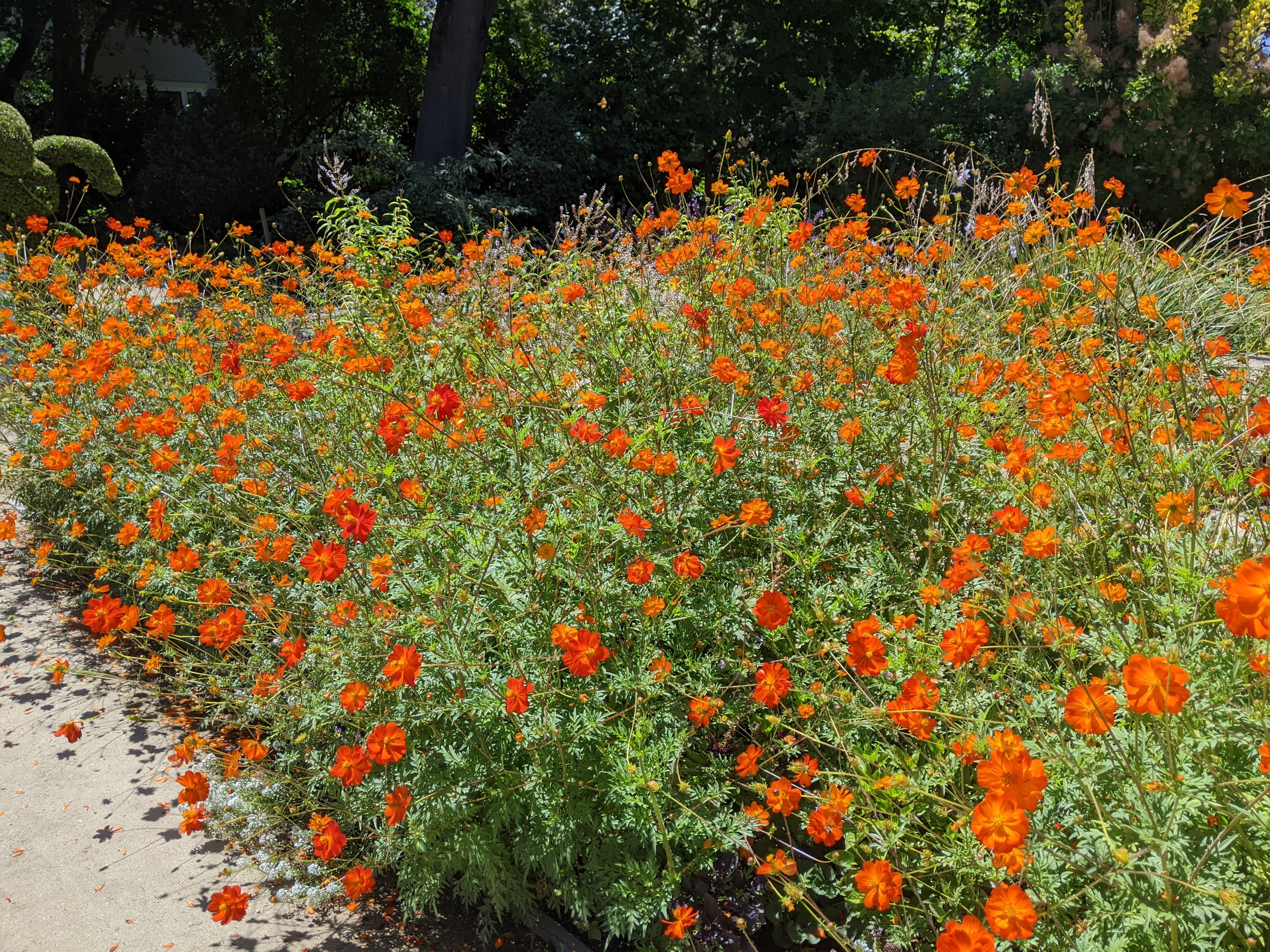 A rambunctious garden.